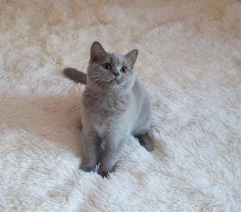 Продам котенка Британская кошка - Россия, Севастополь