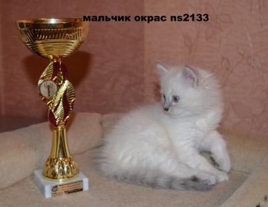 Продам котенка Невская маскарадная - Украина, Днепропетровск. Цена 3000 гривен