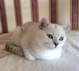 Продам котенка Британская кошка - Россия, Москва. Цена 30000 рублей