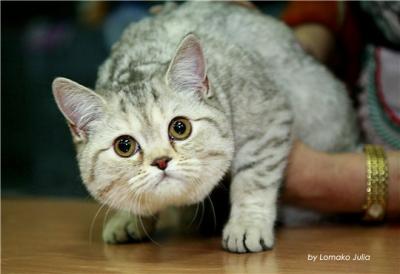Продам котенка Британская кошка - Россия, Кемерово. Цена 500 рублей