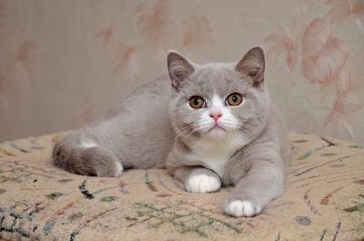 Продам котенка Британская кошка - Беларусь, Минск. Цена 700 долларов