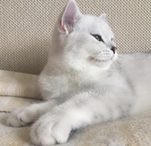 Продам котенка Британская кошка - Россия, Москва. Цена 30000 рублей
