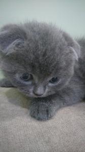Продам котенка Британская кошка - Россия, Севастополь. Цена 3000 рублей