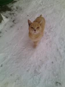 Найдена кошка , не знаю - Россия, Барнаул