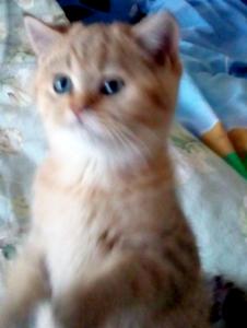 Продам котенка Британская кошка - Россия, Орёл. Цена 6000 рублей