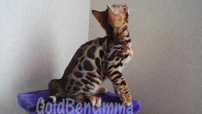 Продам котенка Бенгальская кошка - Россия, Краснодар. Цена 25000 рублей