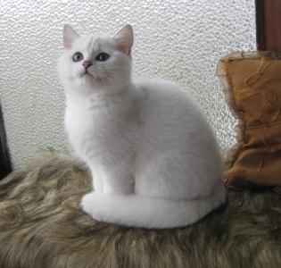 Продам котенка Британская кошка - Россия, Москва. Цена 350 евро