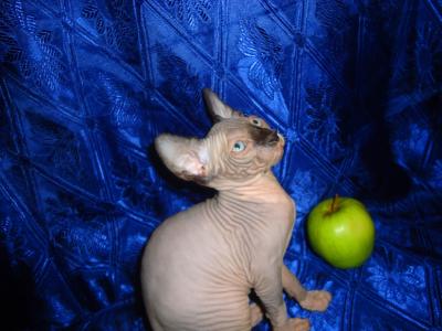 Продам котенка Канадский сфинкс - Украина, Днепропетровск. Цена 3000 гривен