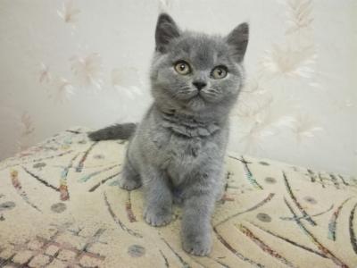 Продам котенка Британская кошка - Украина, Львов. Цена 7000 гривен
