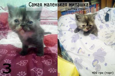 Продам котенка Другая порода/смешанная - Украина, Днепропетровск. Цена 400 гривен