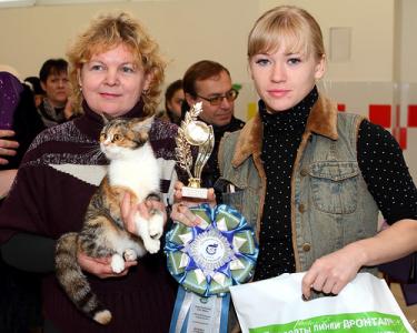Продам котенка Скотиш страйт - Россия, Москва. Цена 60000 рублей