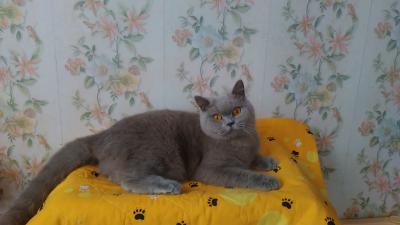 Продам котенка Британская кошка, британка короткошерстная  - Россия, Москва. Цена 50000 рублей