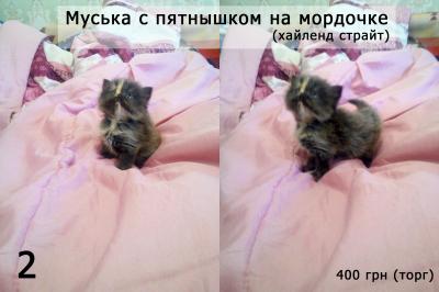 Куплю котенка Британская кошка - Украина, Днепропетровск. Цена 400 гривен