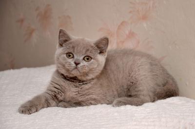 Продам котенка Британская кошка - Украина, Винница. Цена 3000 гривен