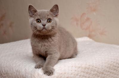 Продам котенка Британская кошка - Украина, Симферополь. Цена 2000 гривен