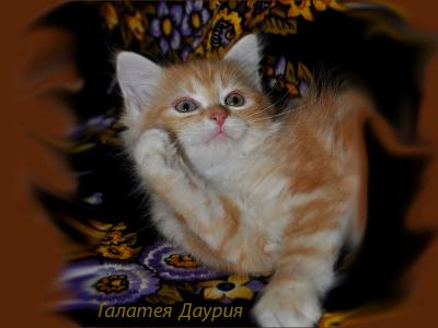 Продам котенка Сибирская кошка - Россия, Ярославль