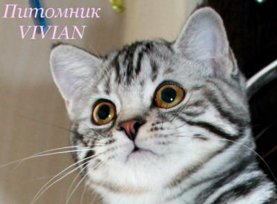 Продам котенка Британская кошка - Россия, Москва. Цена 20000 рублей