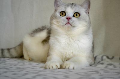 Продам котенка Британская кошка - Россия, Москва. Цена 7000 рублей