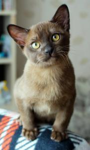 Продам котенка Бурма - Россия, Москва. Цена 33000 рублей