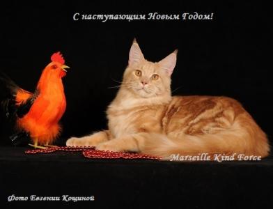 Продам котенка Мейн-кун - Россия, Москва. Котята из питомника Питомник кошек 