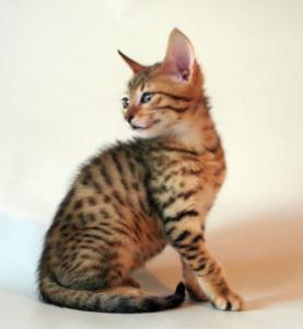 Продам котенка Абиссинская кошка - Россия, , москва. Цена 30000 рублей