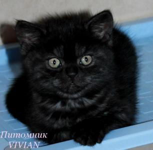 Продам котенка Британская кошка - Россия, Москва
