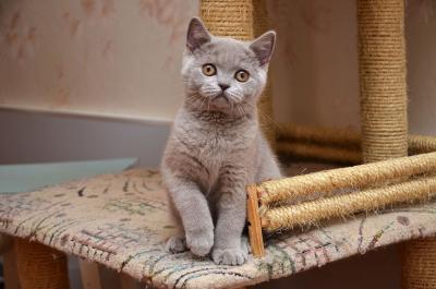 Продам котенка Британская кошка - Украина, Запорожье. Цена 2500 гривен