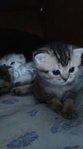 Продам котенка Британская кошка - Россия, Московская область. Цена 9000 рублей