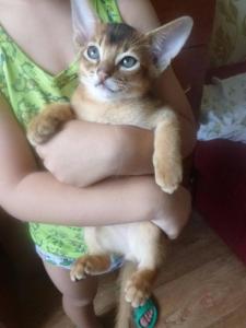 Продам котенка Абиссинская кошка - Беларусь, Минск. Цена 200 долларов