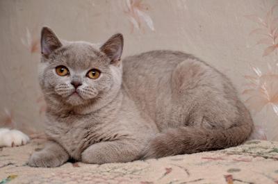 Продам котенка Британская кошка - Украина, Николаев. Цена 2500 гривен
