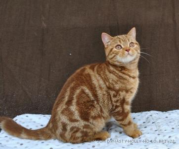 Продам котенка Британская кошка - Украина, Харьков. Цена 500$ долларов
