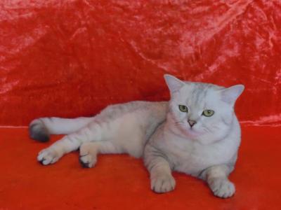 Ищу кошку для вязки Британская кошка - Россия, Чебоксары. Цена 3000 рублей