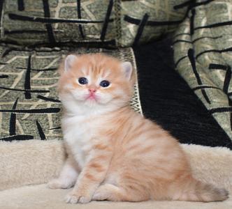 Продам котенка ,  Британские золотистые котята - Украина, Доставка в Ваш город. Котята из питомника 