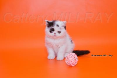 Продам котенка Экзотическая кошка - Россия, Симферополь. Цена 1300 долларов