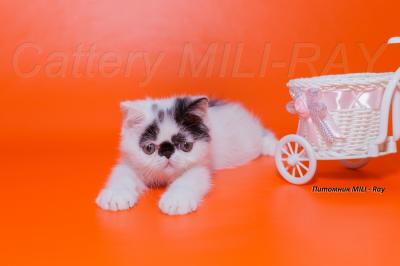 Продам котенка Экзотическая кошка - Россия, Симферополь. Цена 78000 рублей