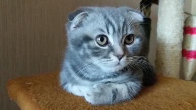 Продам котенка Скотиш фолд - Украина, Кривой Рог. Цена 100 евро