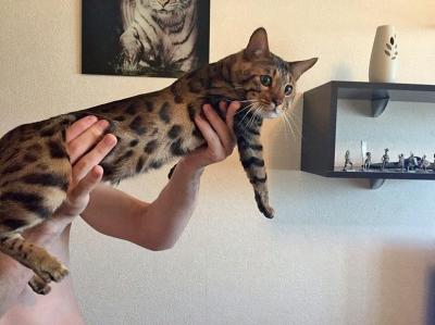 Ищу кота для вязки Бенгальская кошка - Россия, Новосибирск. Цена 5000 рублей