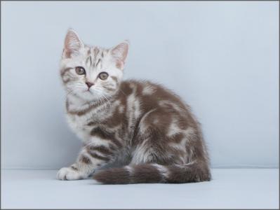 Продам котенка Британская кошка - Россия, Пенза