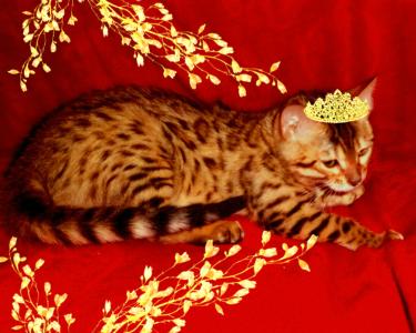 Продам котенка Бенгальская кошка - Украина, Днепропетровск. Цена 4000 гривен