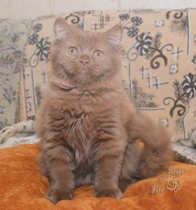 Продам котенка Британская кошка - Россия, Краснодар. Котята из питомника Питомник британских кошек 