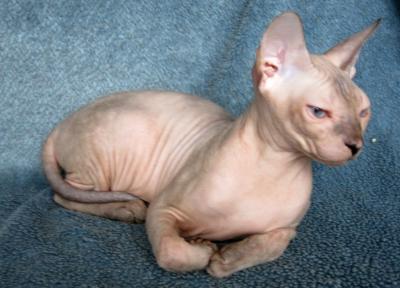 Продам котенка Донской сфинкс, кошечка - Украина, Запорожье. Цена 700 долларов