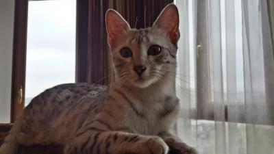 Продам котенка Египетская мау - Казахстан, Алма Ата. Цена 3000 долларов