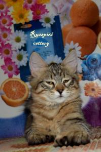 Продам котенка Пиксибоб - Россия, Москва. Цена 60000 рублей