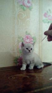 Продам котенка Британская кошка - Россия, Новокузнецк. Цена 5000 рублей