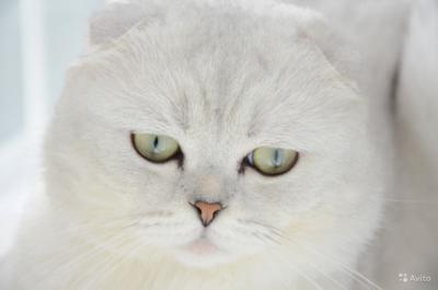 Ищу кошку для вязки Шотландская вислоухая - Россия, Москва. Цена 2500 рублей