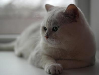 Ищу кошку для вязки Британская кошка - Россия, Тольятти. Цена 3000 рублей. Котята из питомника 