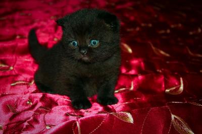 Продам котенка Шотландская вислоухая - Украина, Мариуполь. Цена 600 гривен