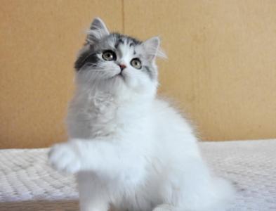 Продам котенка Шотландская вислоухая - Франция, Париж. Котята из питомника Питомник шотландских кошек 