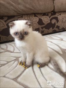 Продам котенка Британская кошка - Россия, Москва. Цена 3000 рублей