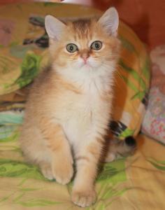 Продам котенка Британская кошка - Россия, Орёл. Цена 6000 рублей